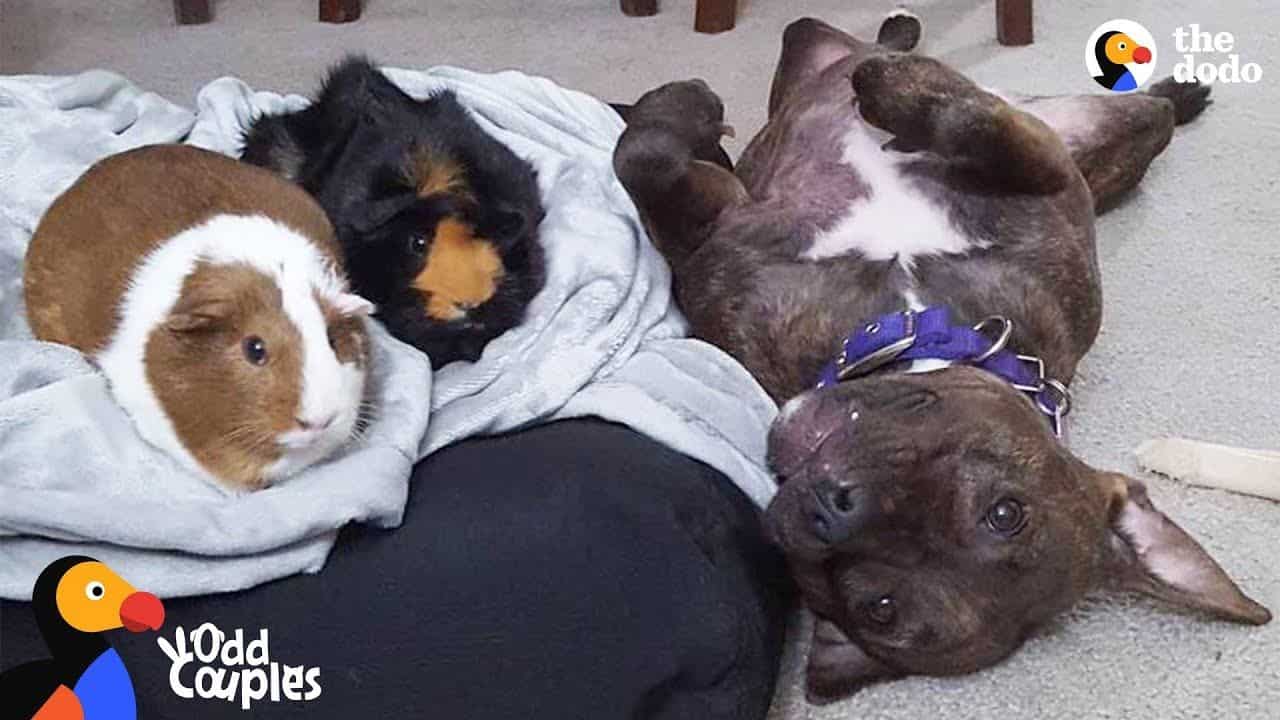 Stillshot of a The Dodo video with two guinea pigs and a pitbull