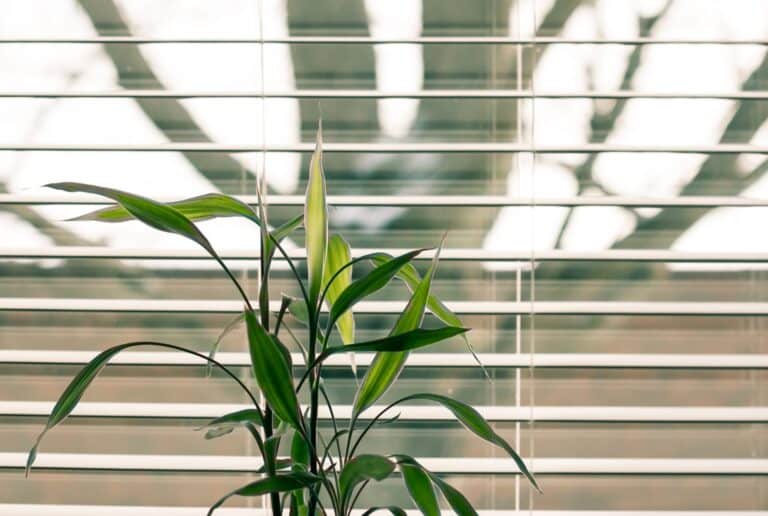 Plant in front of open blinds