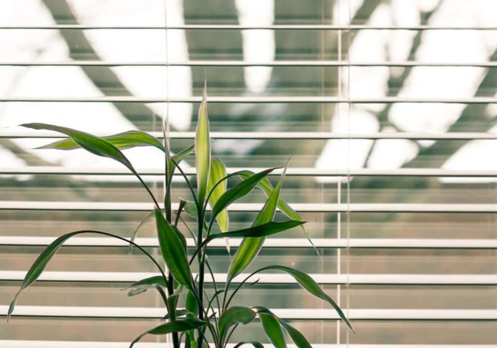 Plant in front of open blinds